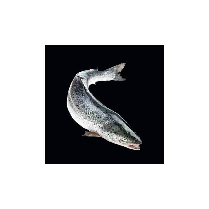 Catsmo Hot-Smoked Baked (Kippered) Salmon, Whole Side
