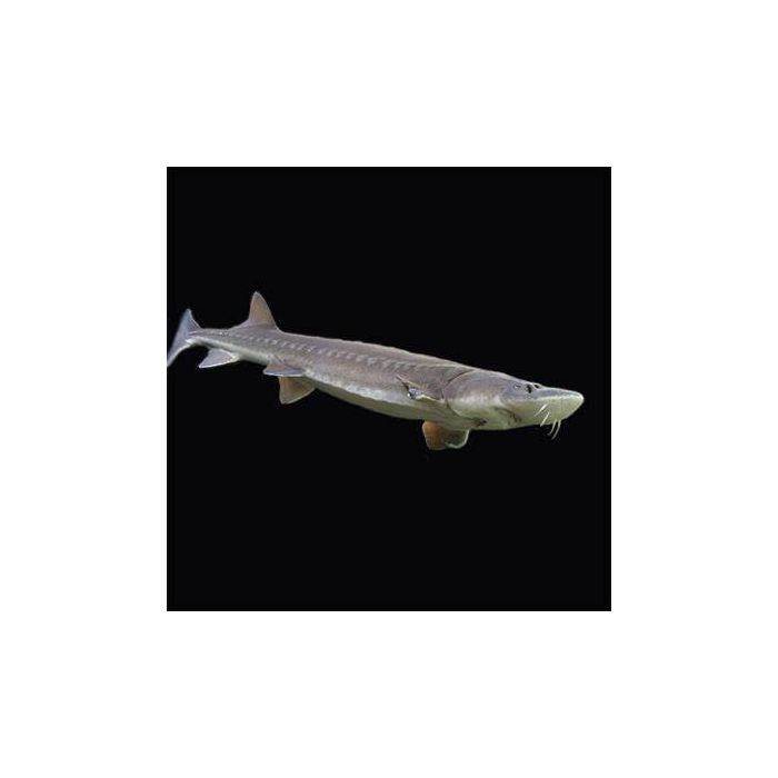 Smoked Sturgeon